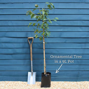 4ft Weeping Blue Cedar Tree | Cedrus atlantica 'Glauca Pendula'  | 9L Pot | 2 Years Old